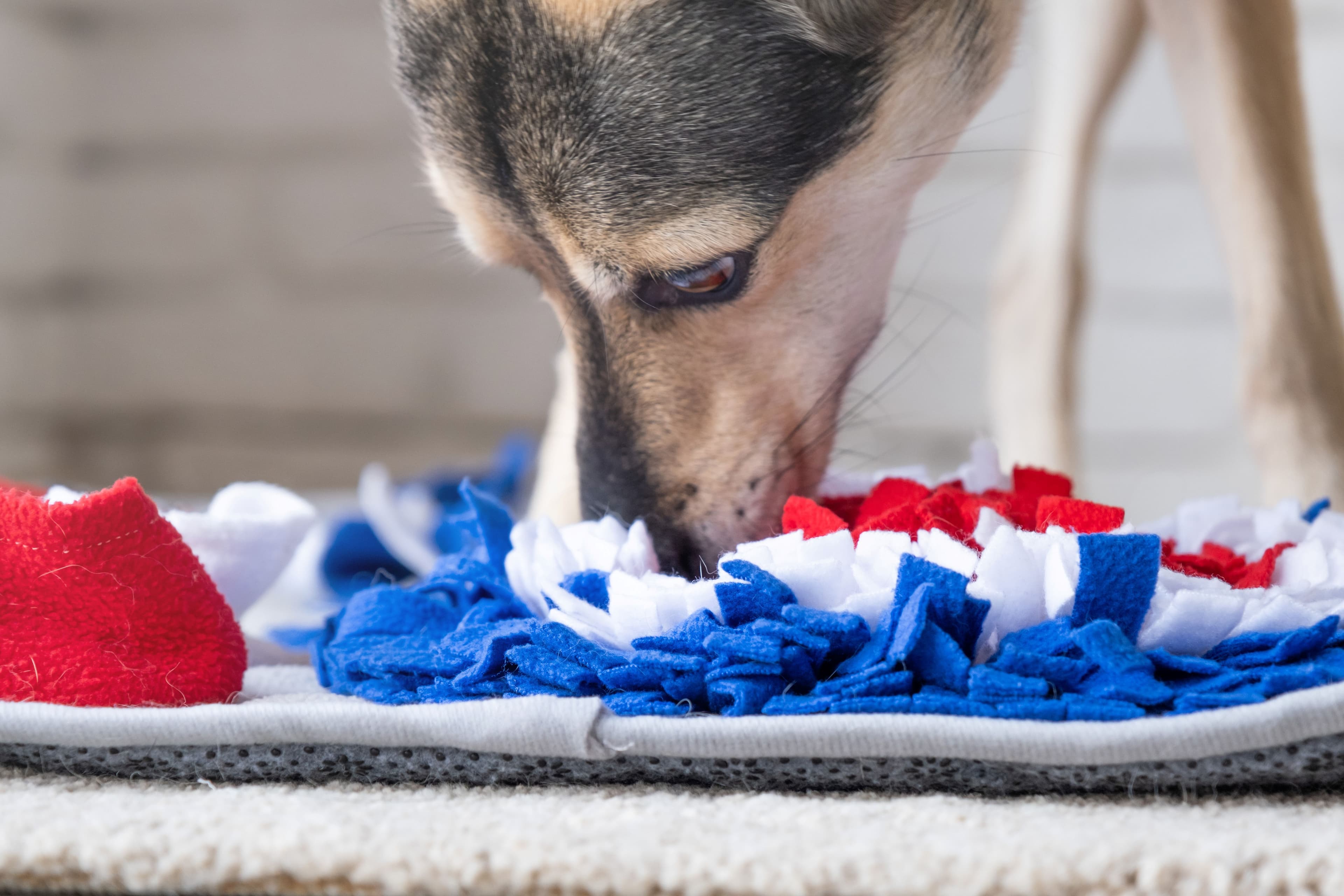 Treating Severe Fear and Anxiety in Shelter Dogs