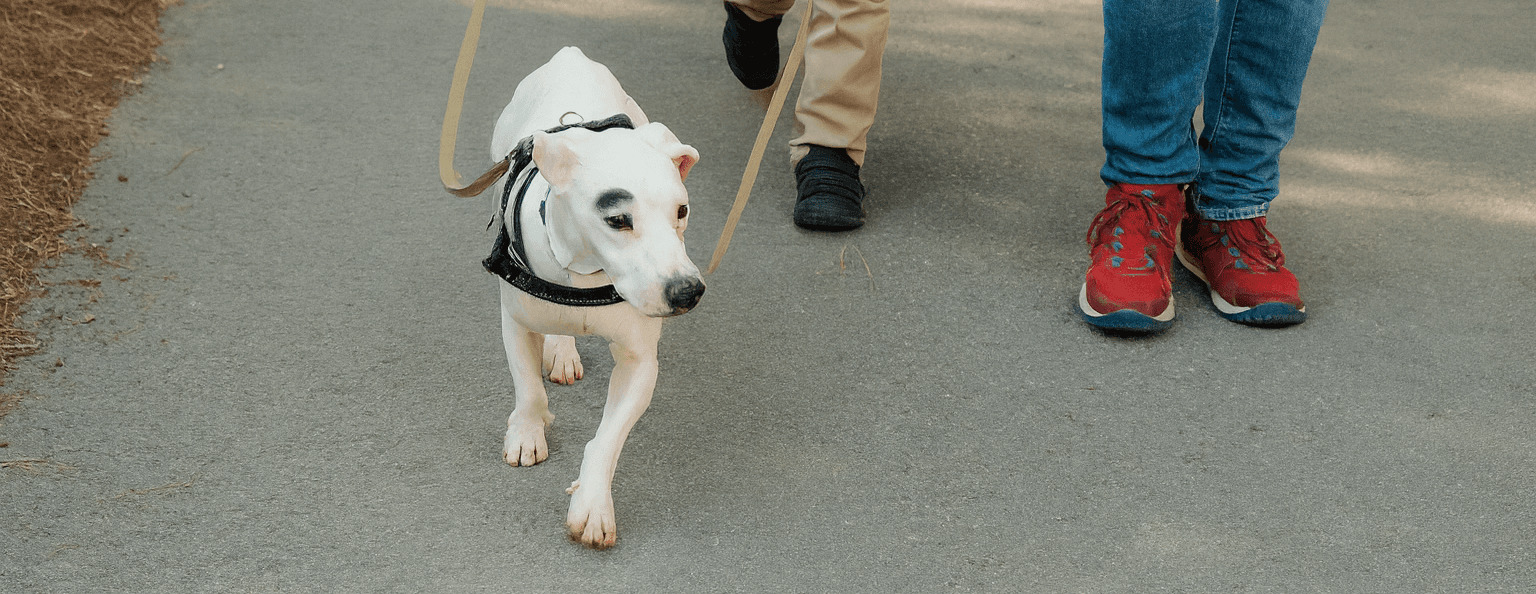 Supporting a Leash Reactive Dog